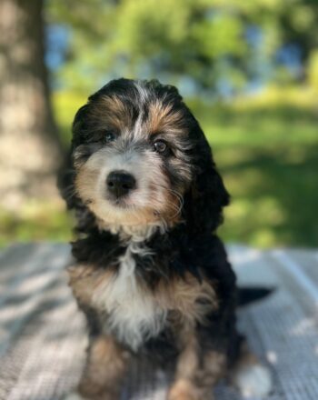 Girl Georgie $2100 (Mini Bernedoodle) Ready to Go Home This Weekend photo
