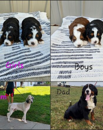 2 Boys 2 Girls Rare Red And Tri Standard  Bernedoodles $2900 Ready to Go Home After April 28th Reserve Your Puppy Today! photo