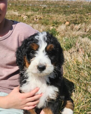 Girl Gracie (Tri Standard Bernedoodle) $2400 Ready To Go Home Now photo