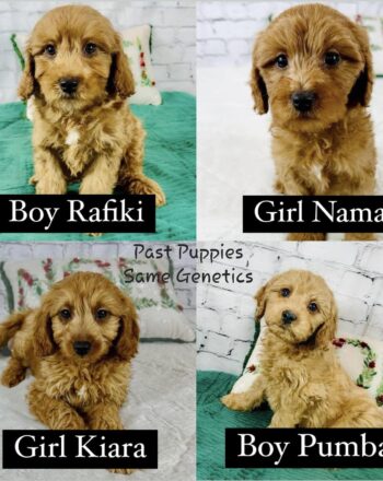 Upcoming Litter Mini F1b Goldendoodles $2700 Ready to Go Home After April 30th Reserve Your Pick Today! photo
