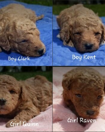 2 Boys 3 Girls $2700 (Micro/Mini Goldendoodle) Ready to Go Home May 13th Take Your Puppie Today!!! photo
