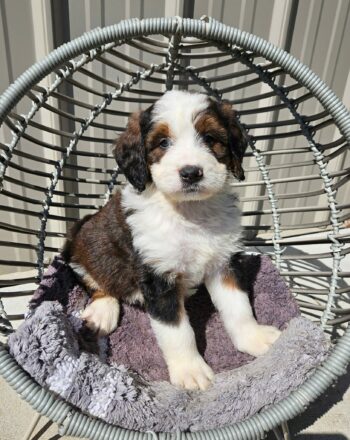 Boy Jack $2500 (Rare Sable Standard Bernedoodle) Ready to Go Home Now photo