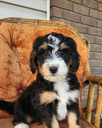 Boy Star $1800 (Tri Mini Bernedoodle) Ready to Go Home Now photo