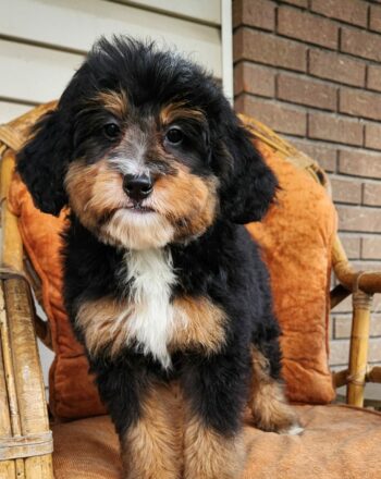Girl Ethel $1800 (Tri Mini Bernedoodle) Ready to Go Home Now photo