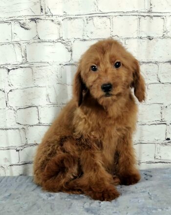 Girl Belby (Mini Goldendoodle) $1800 Ready to Go Home This Weekend photo