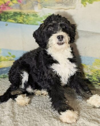 Boy Panda (Tri Mini Bernedoodle) $2000 Ready To Go Home Now! photo