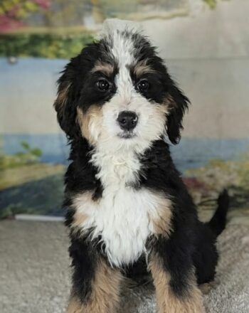 Girl Ivy (Tri Mini Bernedoodle) $2500 Ready To Go Home Now!!! photo