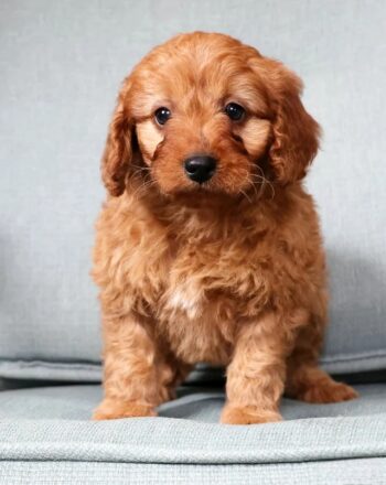 Girl Skye (Mini Goldendoodle) $2700 Ready To Go Home NOW! photo