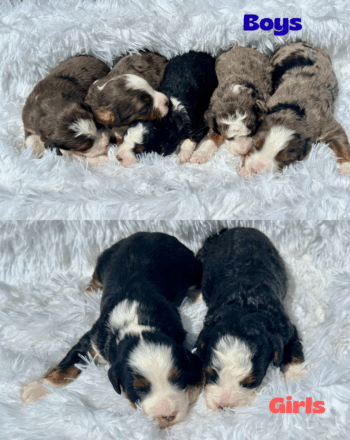Upcoming Litter (Tri and Merle Micro-Mini Bernedoodle) $2900 Ready To Go Home After May 30! photo