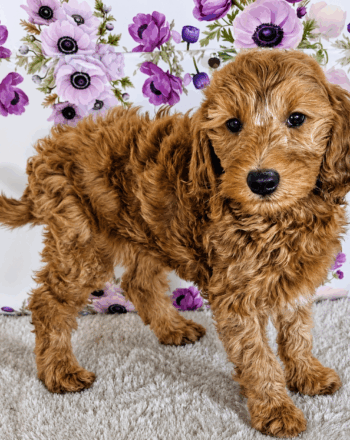 Boy Hunter (Mini Goldendoodle) $2700 Ready To Go Home NOW! photo