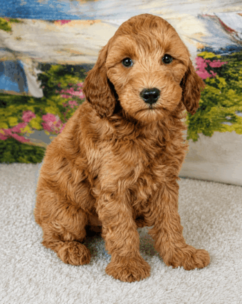 Boy Lexus (Mini Goldendoodle) $2700 Ready To Go Home NOW! photo